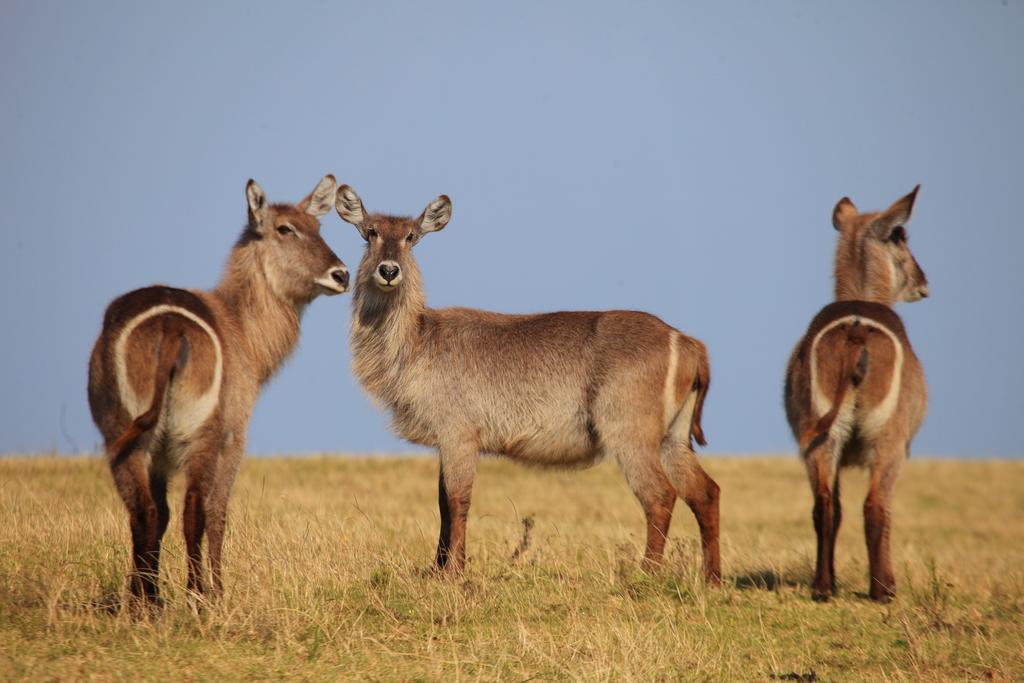 Botlierskop Bush Villas Sandhoogte Esterno foto