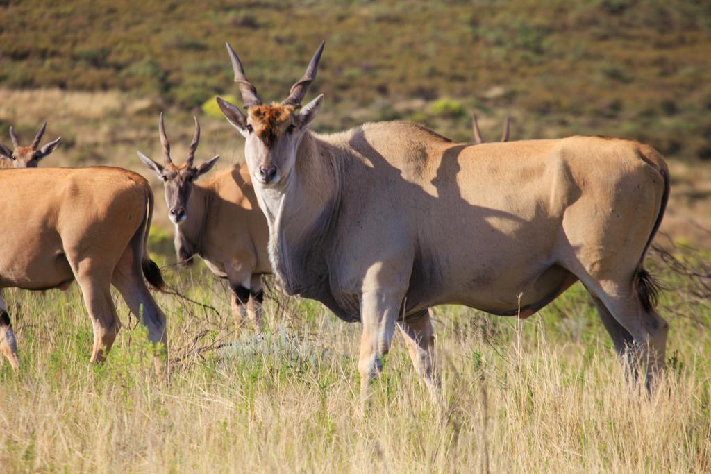 Botlierskop Bush Villas Sandhoogte Esterno foto