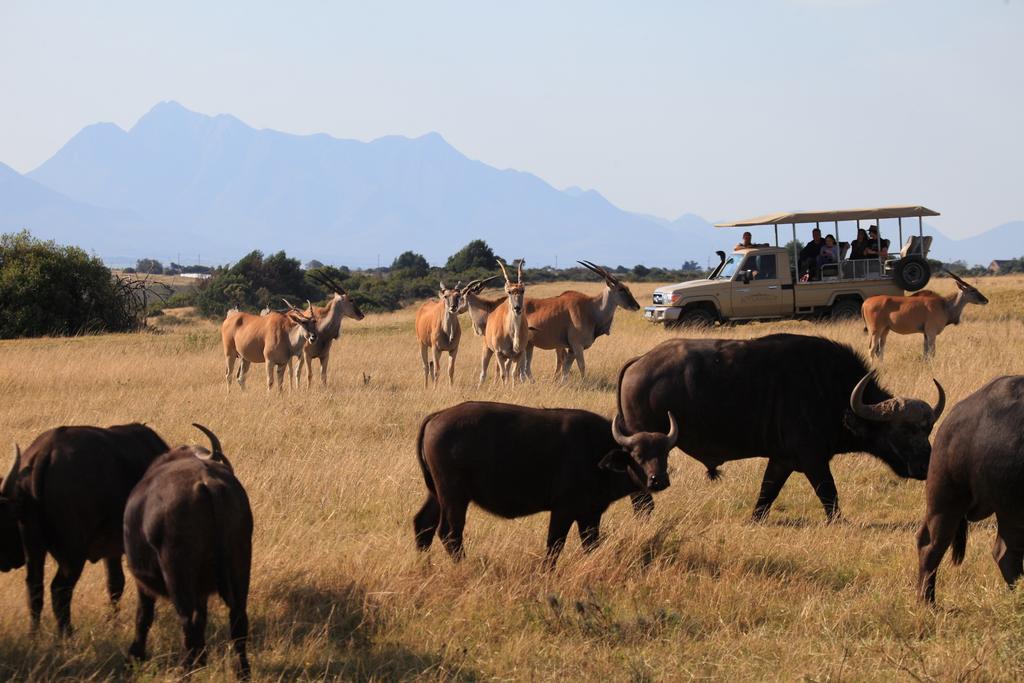 Botlierskop Bush Villas Sandhoogte Esterno foto